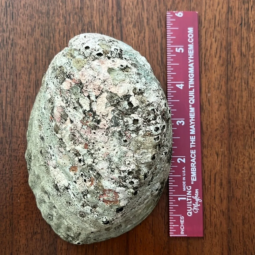 Abalone Shell Incense Burner-Smudge Bowl - Picture 11 of 13